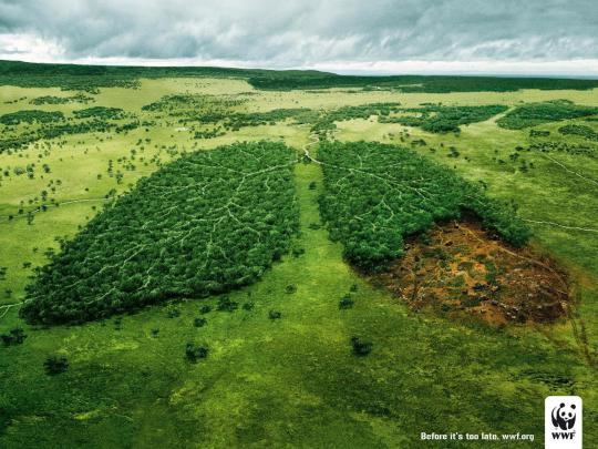 wwf.ru