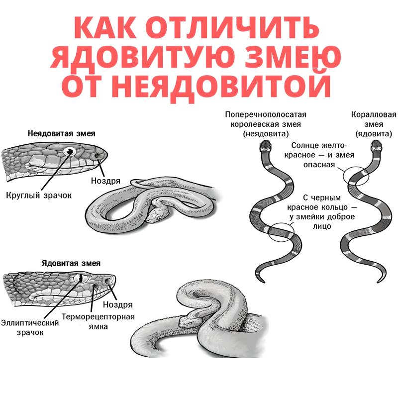 Распознать Змею По Фото